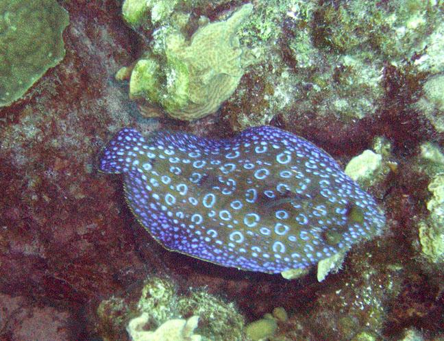 peacock flounder