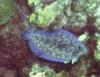 peacock flounder