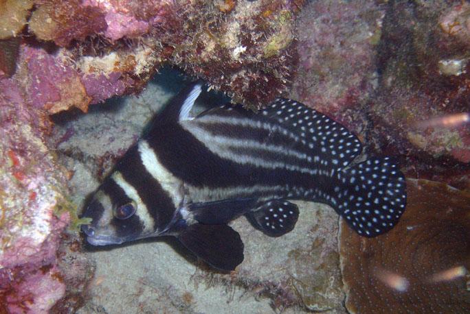 spotted drum - bonaire