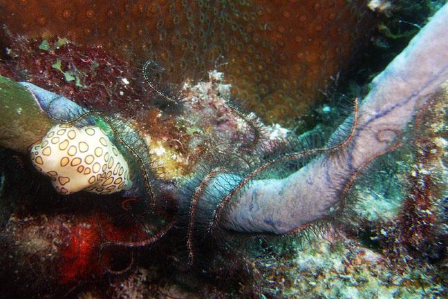 flamingo tongue - bonaire