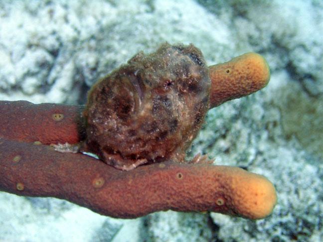 frogfish - bonaire