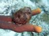 frogfish - bonaire