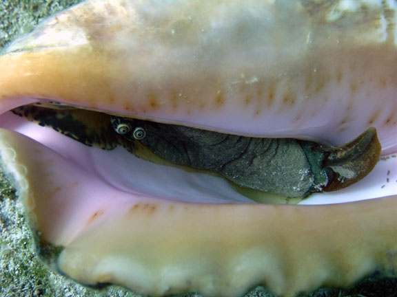 Conch — Little Cayman 6/07