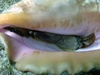 Conch -- Little Cayman 6/07