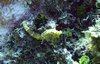 Yellow Seahorse - LCBR 6/07
