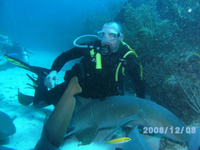 Nurse sharks in Belize