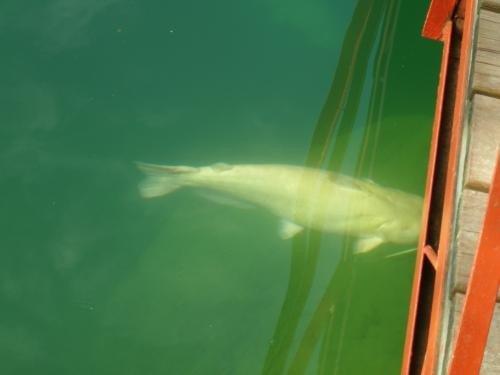 Albino Catfish