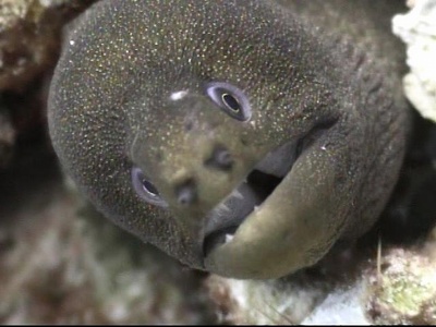Moray Eel