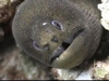 Moray Eel