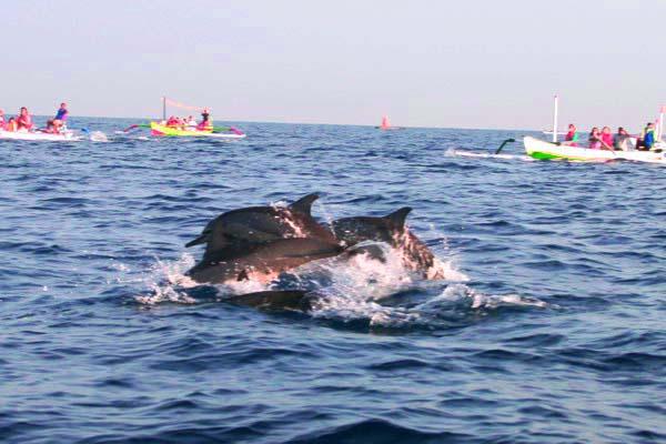 dolphins at lovina - bali