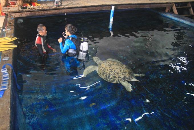 turtle spank my ass(dive at big aquarium)