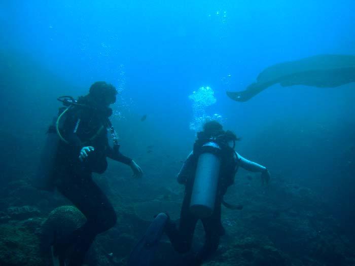 i saw manta rays woohoo