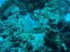 found more than 50 sting rays at manta point - nusa penida