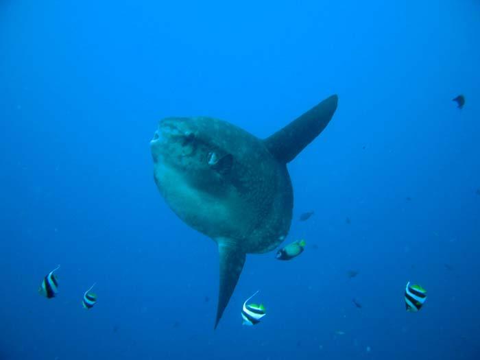 sunfish(mola-mola) at nusa penida