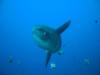 sunfish(mola-mola) at nusa penida