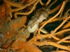 Sea horse