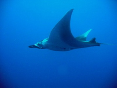 Manta at Hin Daeng