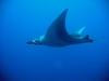 Manta at Hin Daeng