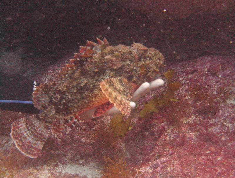 Rock Fish, Cancun Mexico