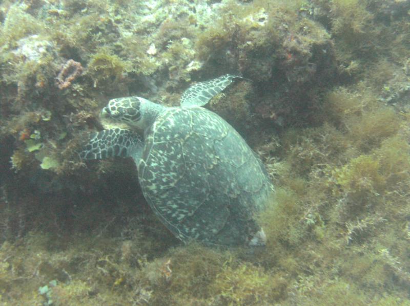 Sea Turtle, Cancun, Mexico