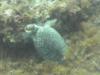 Sea Turtle, Cancun, Mexico