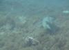 Nurse Shark, Cancun, Mexico