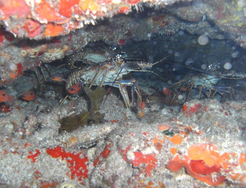 Lobsters hiding, Cancun, Mexico