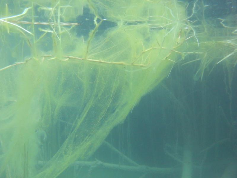 growing at the Blue Lagoon