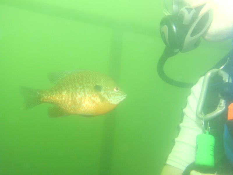 More perch
