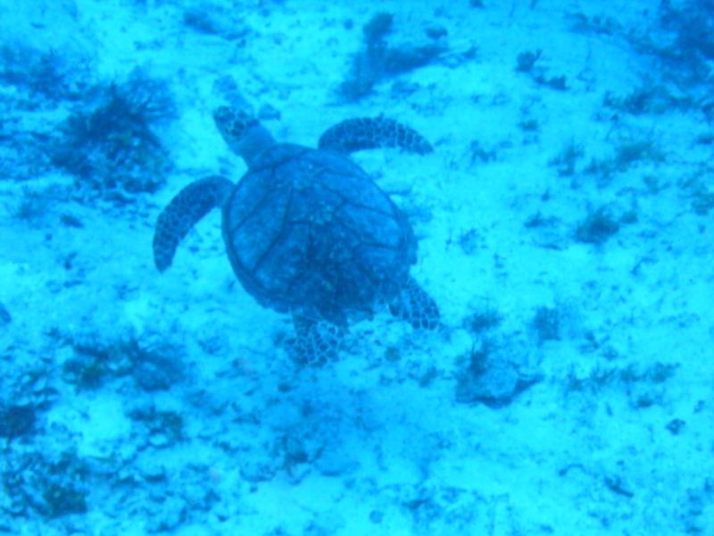 Sea Turtle at Delilah Reef at about 65’