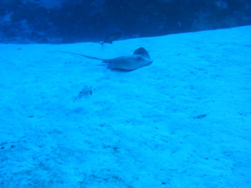 A ray on the Cozumel dive trip