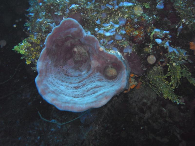 On Palancar reef