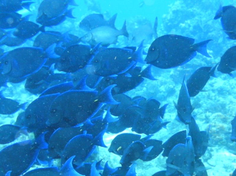 just a few blue tang