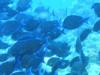 just a few blue tang