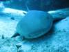 sleeping nurse shark