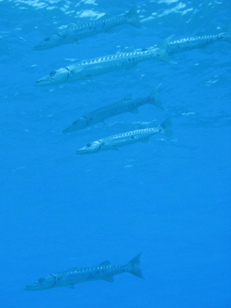 Lots of barracuda