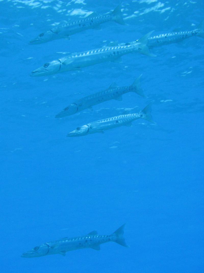 Lots of barracuda