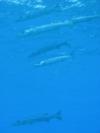 Lots of barracuda