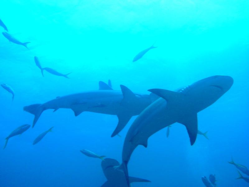 On a shark dive in the Bahamas