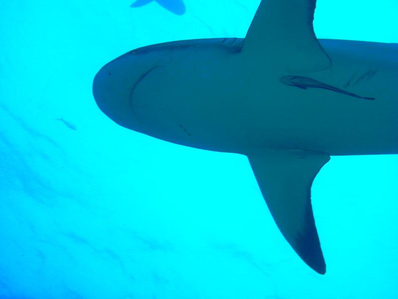 Reef Shark in the Bahamas