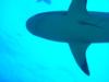 Reef Shark in the Bahamas