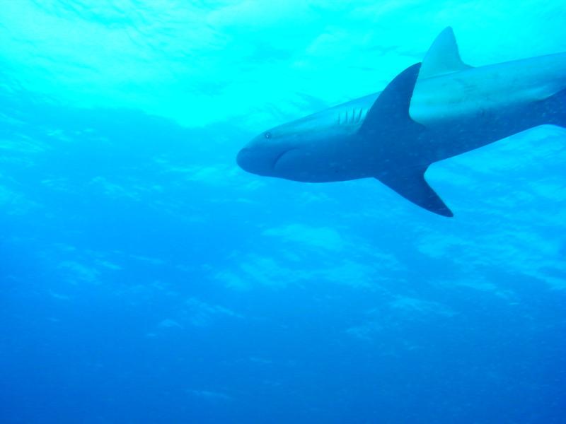 Reef Shark in the Bahamas