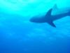 Reef Shark in the Bahamas