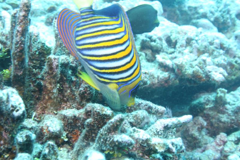 diving off Moorea