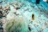 Clownfish in Bora Bora