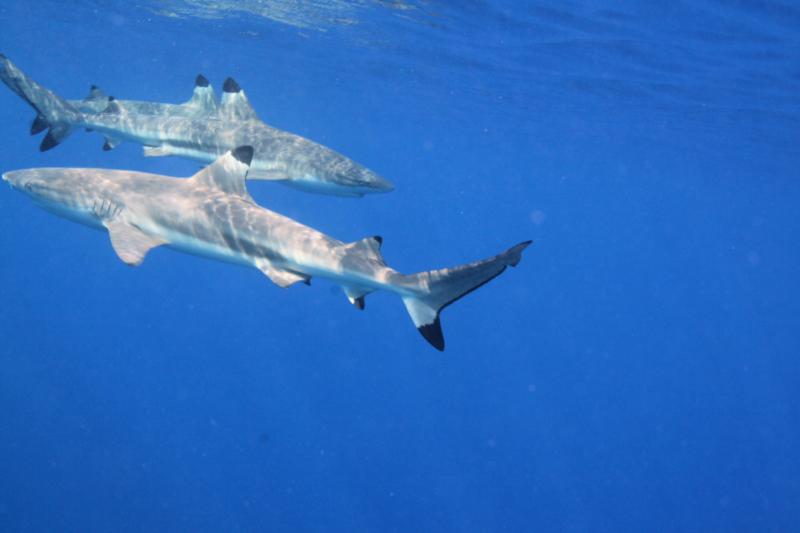 Blacktip Reef Sharks in Riaitea
