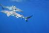 Blacktip Reef Sharks in Riaitea