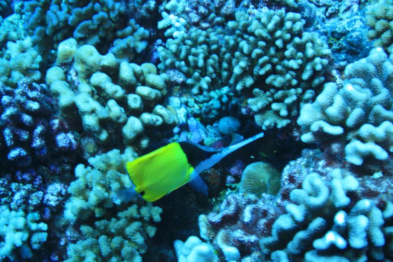 Butterfly fish in Rangiroa