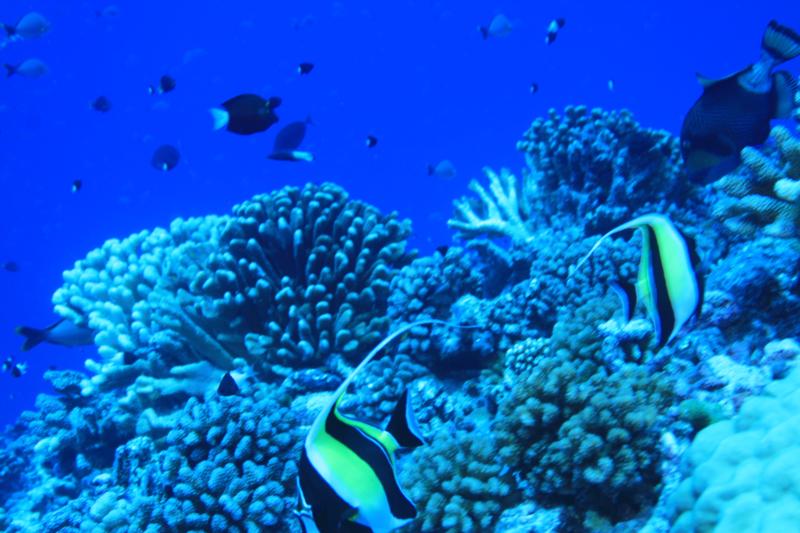 Moorish Idols in Rangiroa