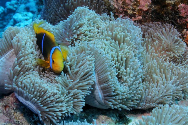 Clownfish off Raiatea